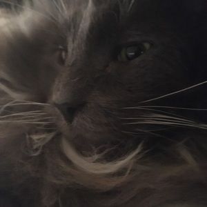 Meet your Posher, Cheyenne